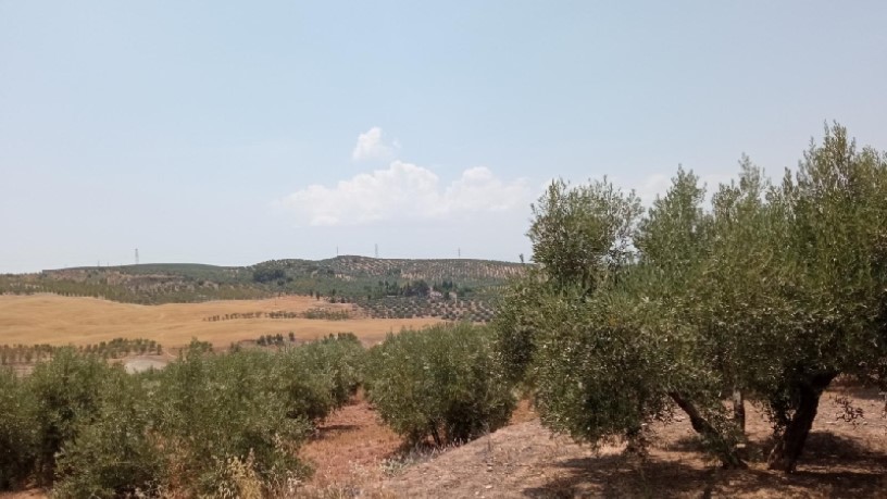 Terreno en venta en calle Miguel Hernandez S/n, Parcela P11, Ue Sau-1