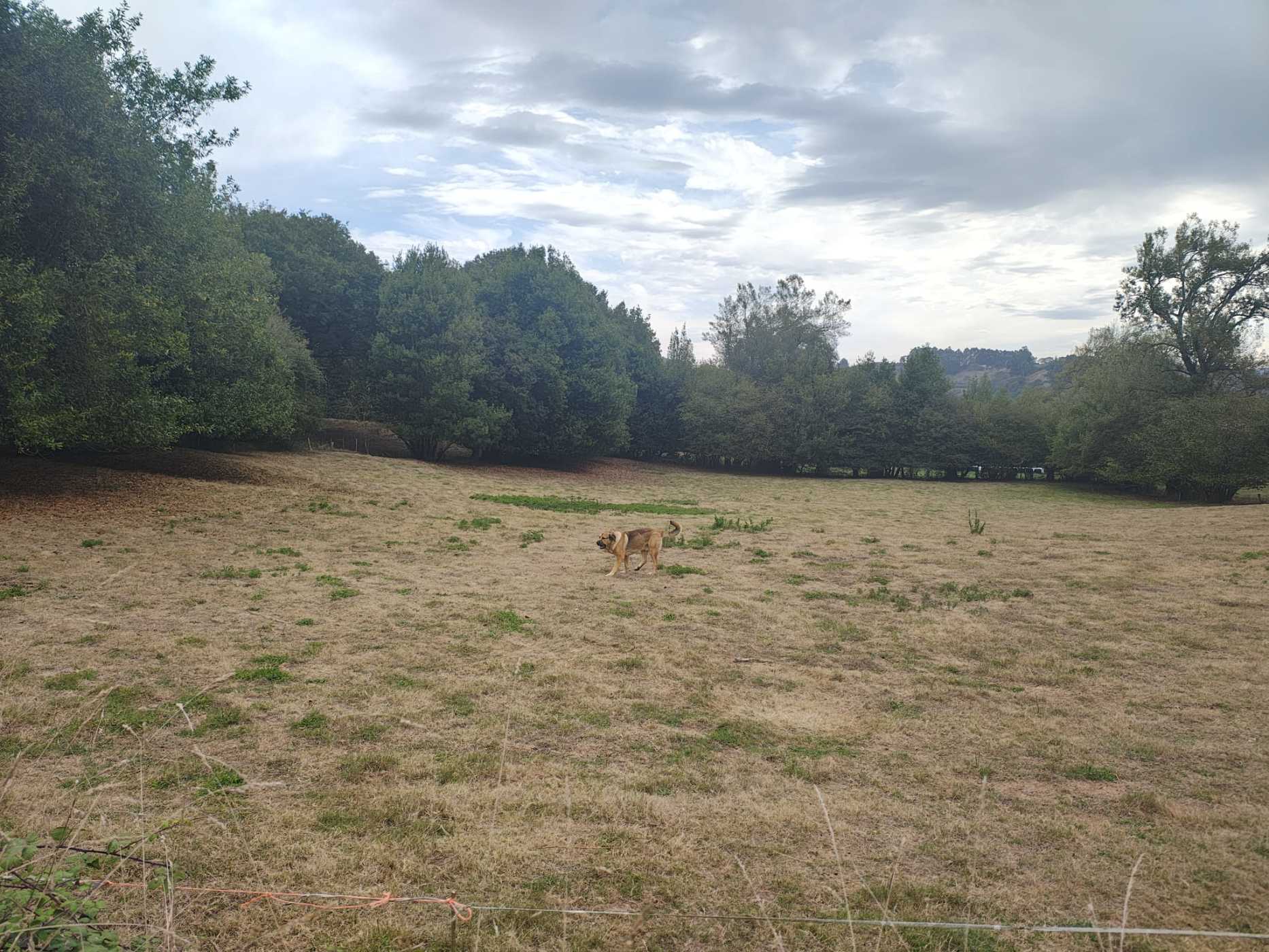 Finca rústica en venta en lugo Lugo de Llanera Llanera España