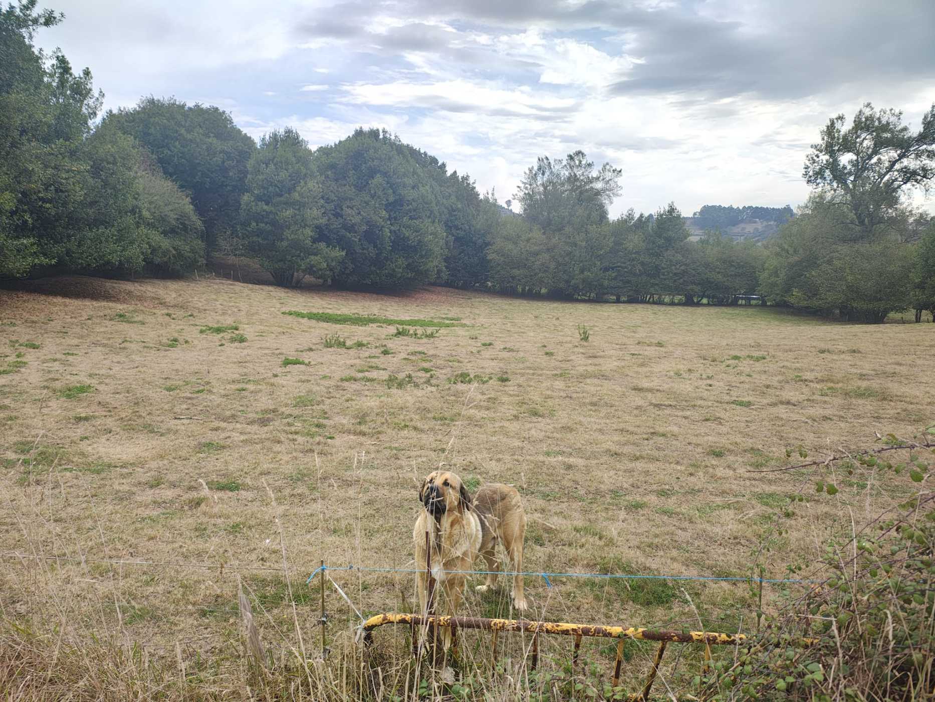 Finca rústica en venta en lugo Lugo de Llanera Llanera España