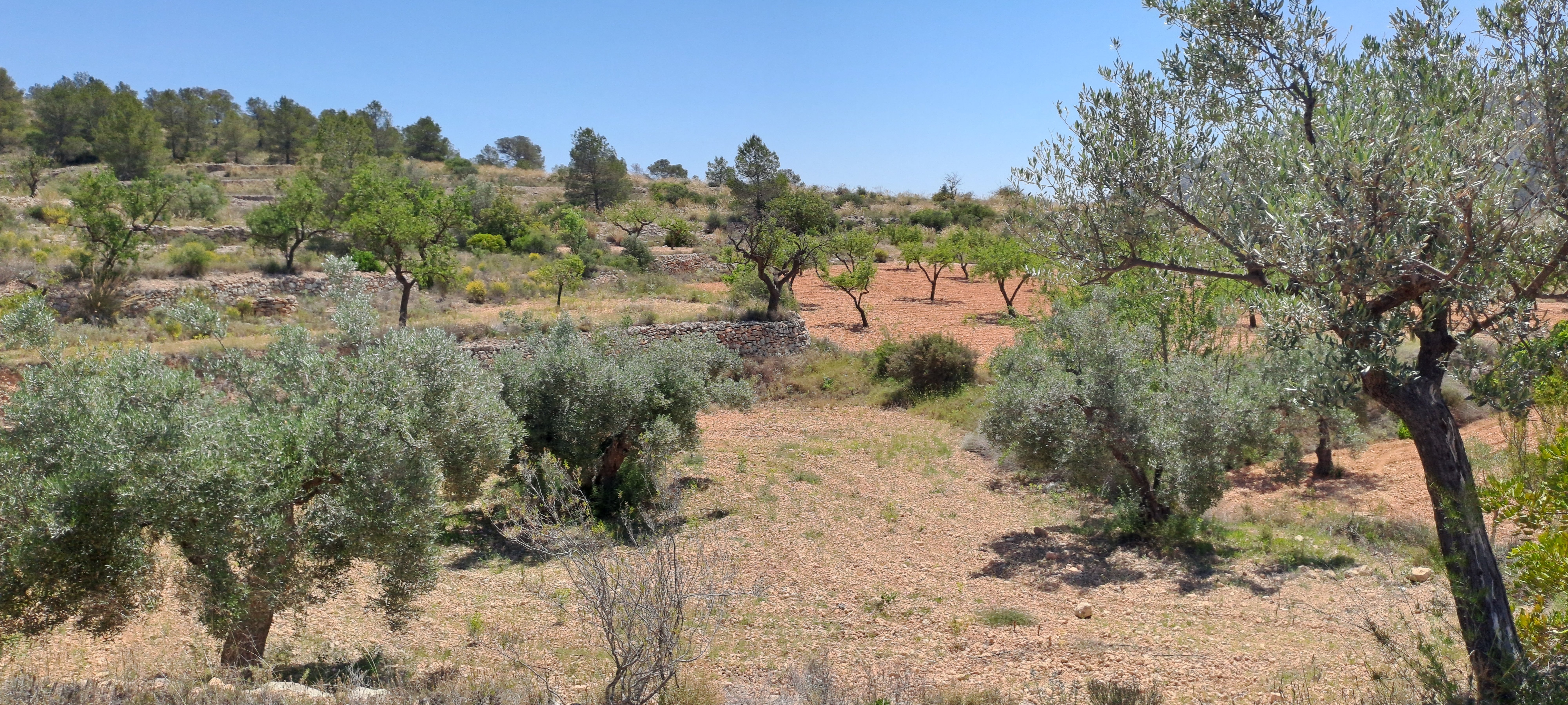 Terreno en venta en polígono  el Algayat la Romana Alic
