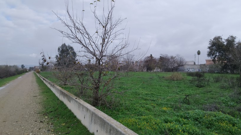 Developable land for sale in sect Plan Parcial S-1 Cordel de Ecija