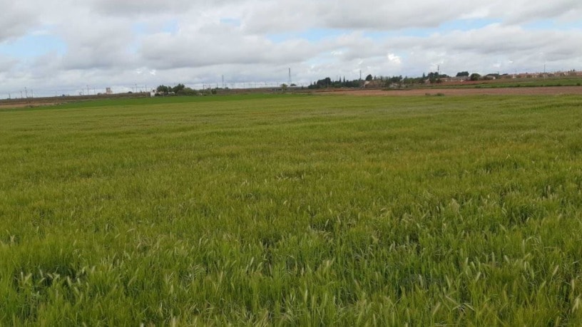 Finca rĆŗstica en Tipovia. Sitio Amelgares, Miguelturra, Ciudad Real