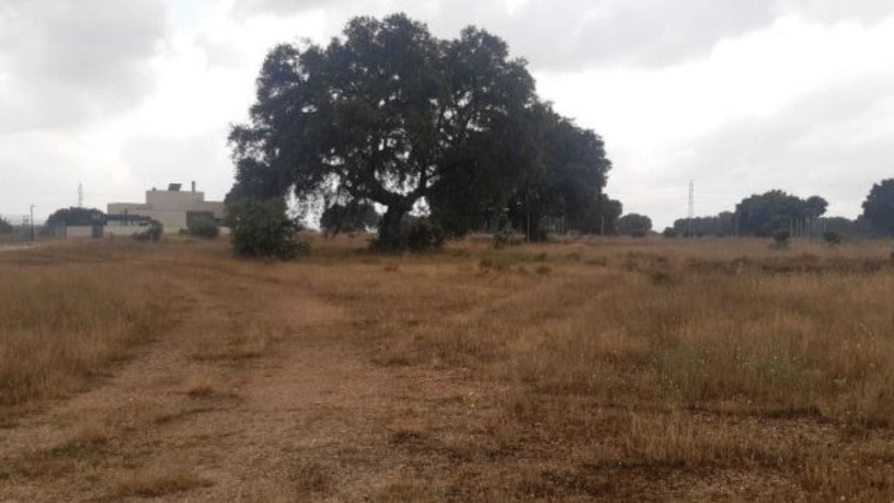 Terreno urbano en plaza Amor, Del, Carrascal de Barregas, Salamanca
