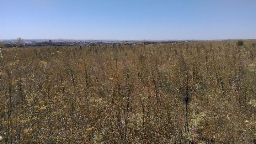Developable land for sale in sect 09:lobata Suelo P42 P16 0005010 0