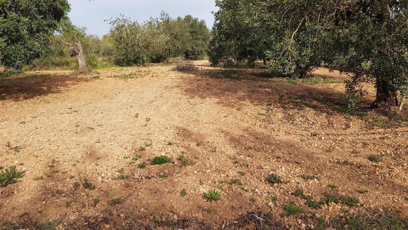 Developable land for sale in polig 74 Parcela 75 el Pantanet