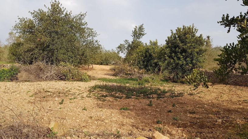 Developable land for sale in polig 74 Parcela 75 el Pantanet