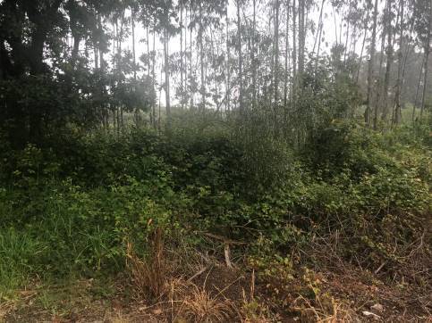 Terreno en venta en praje Rial de Arriba, Pol.24 Parc.95