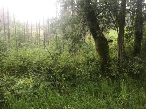 Terreno en venta en praje Rial de Arriba, Pol.24 Parc.95