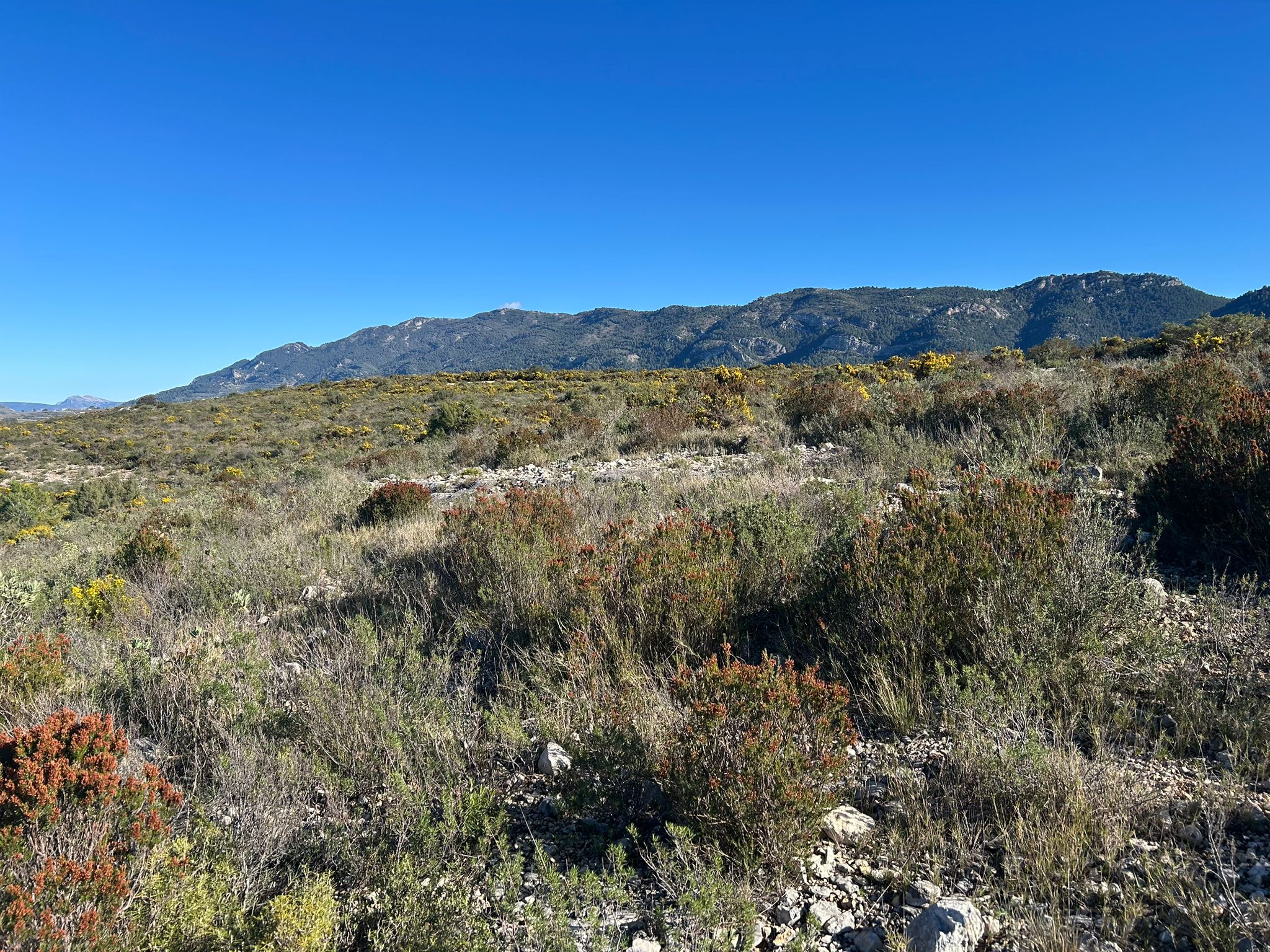 Rustic property for sale in partida Pla de la Viña