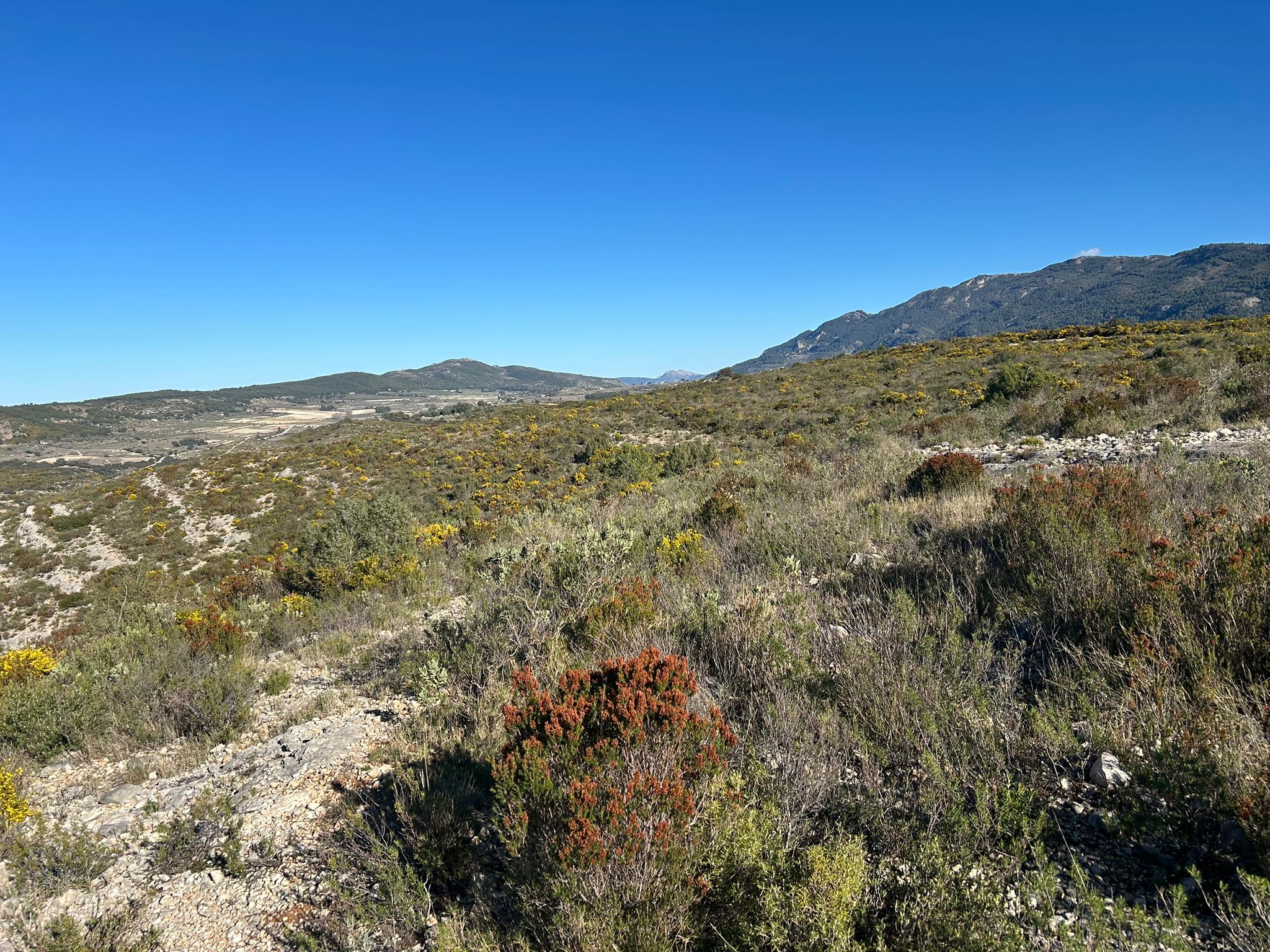 Rustic property for sale in partida Pla de la Viña