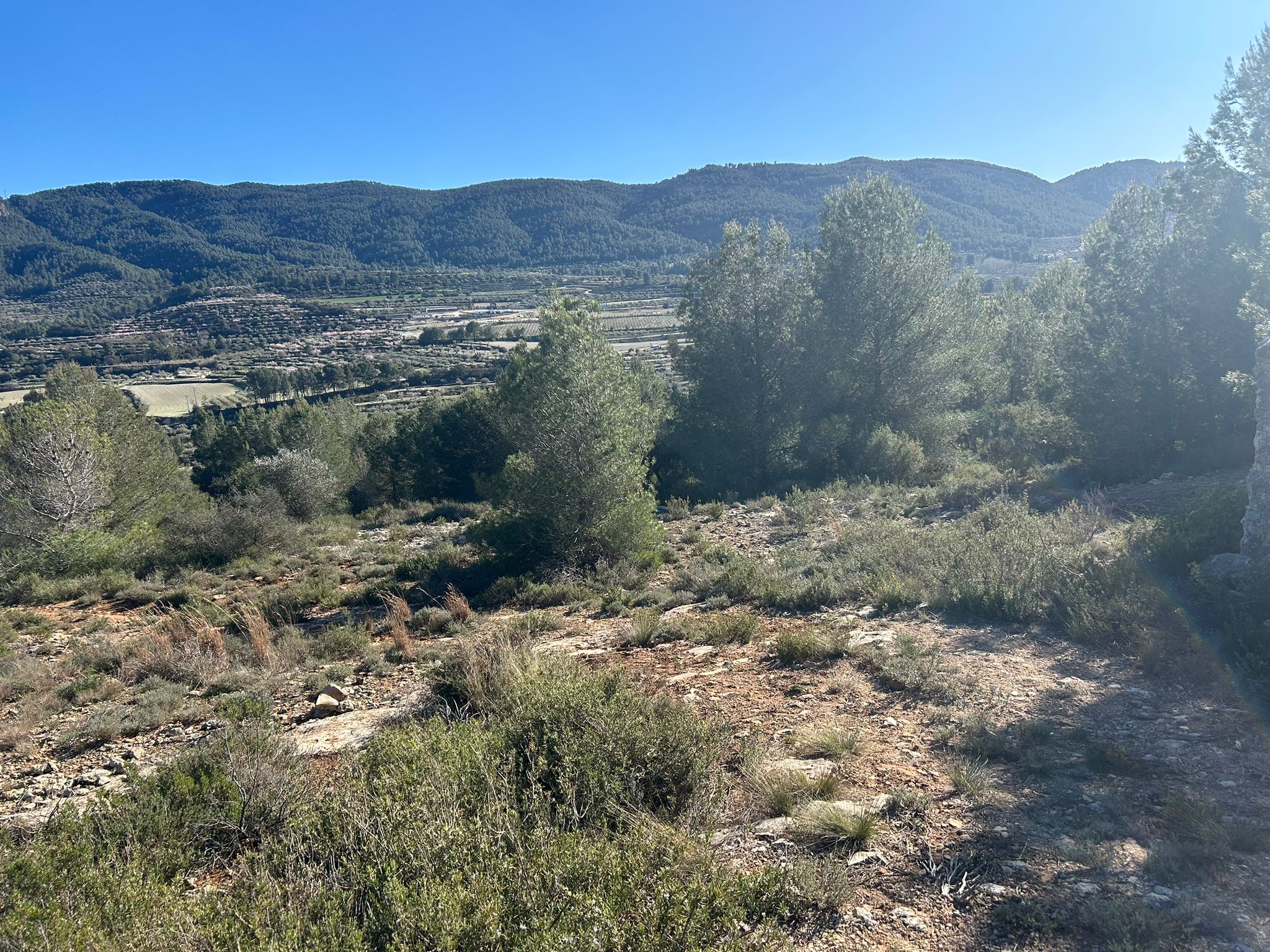 Rustic property for sale in partida Pla de la Viña