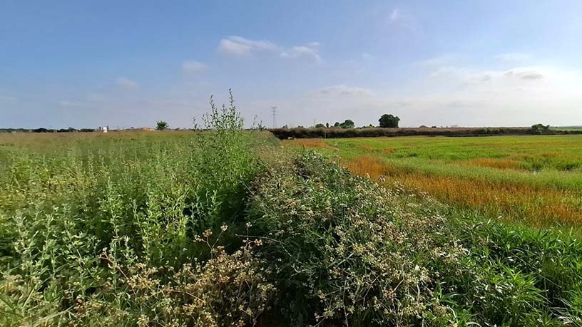 Propriété rustique à vendre à lugar El Alter Pol. 7