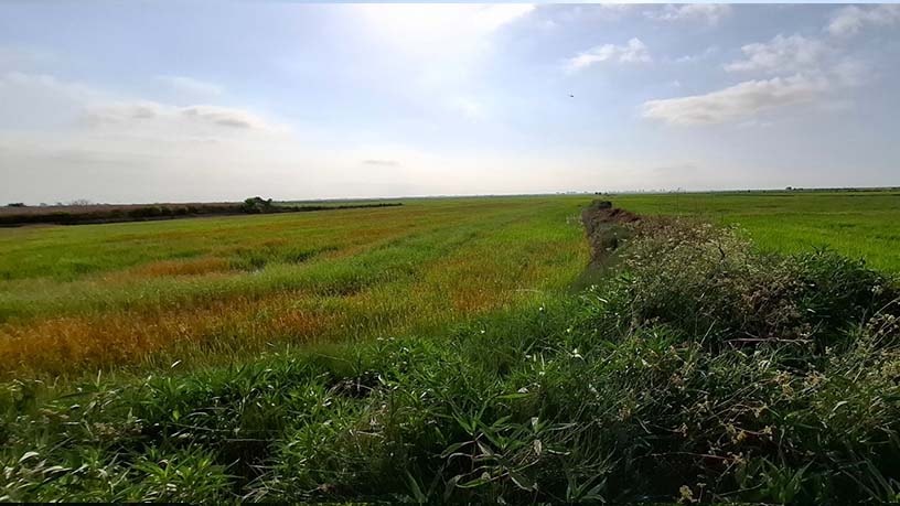 Propriété rustique à vendre à lugar El Alter Pol. 7