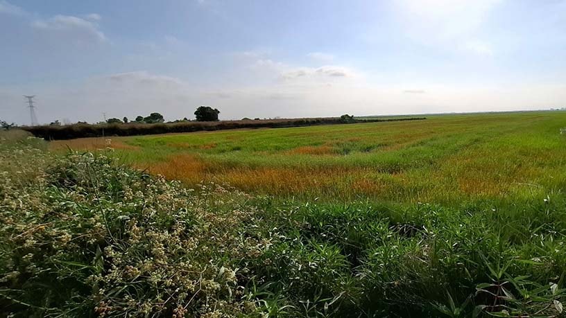 Propriété rustique à vendre à lugar El Alter Pol. 7
