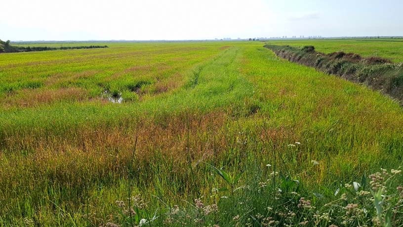 Propriété rustique à vendre à lugar El Alter Pol. 7